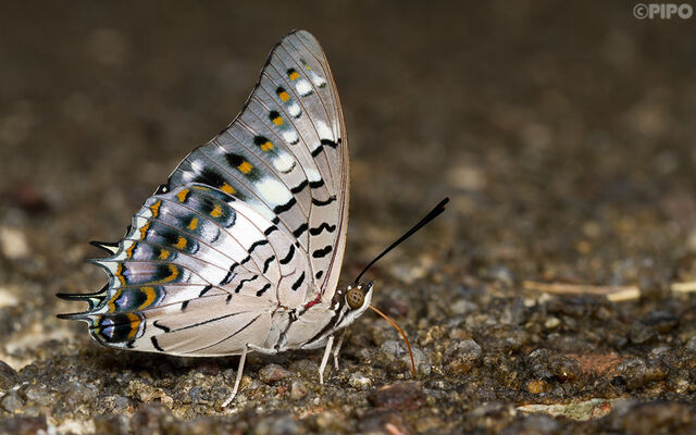 Eriboea solon sulphureus
