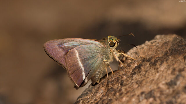 Hasora malayana malayana