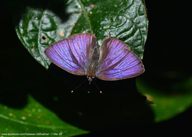 Iraota distanti distanti