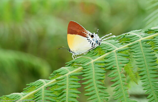 Charana mandarina splendida