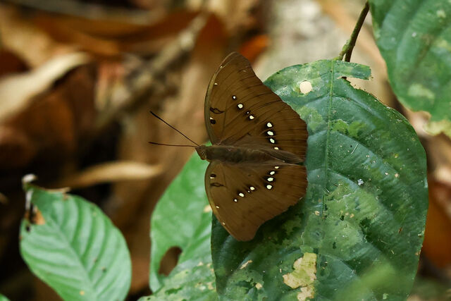 Euthalia dunya dunya