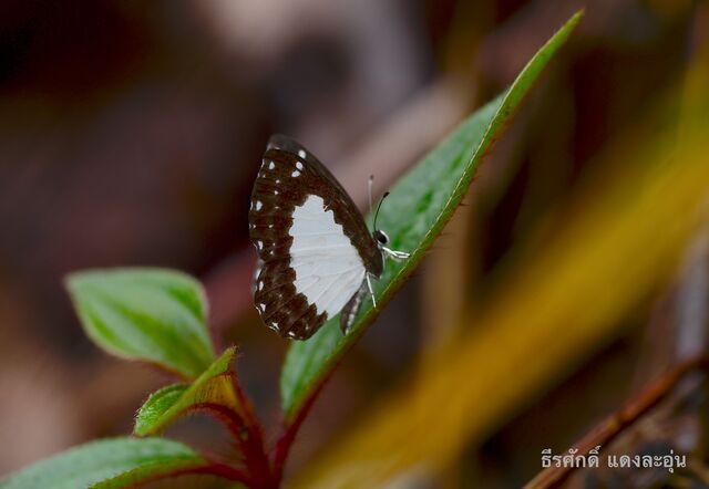 Stiboges nymphidia nymphidia