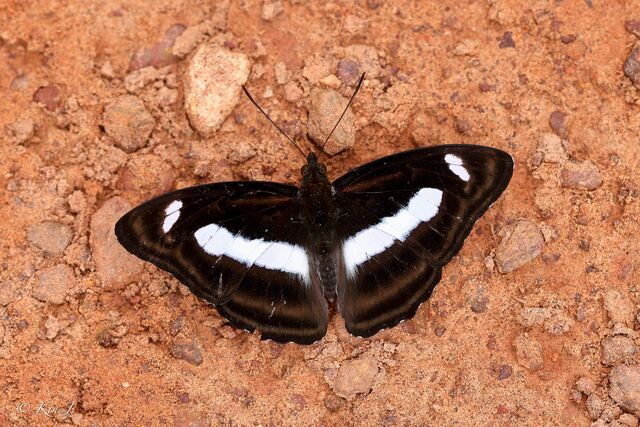 Athyma zeroca galaesus