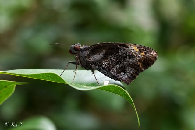 Gangara thyrsis thyrsis