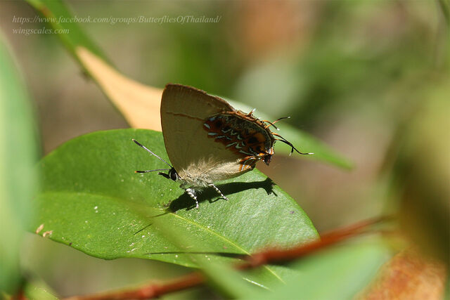 Semanga superba siamensis