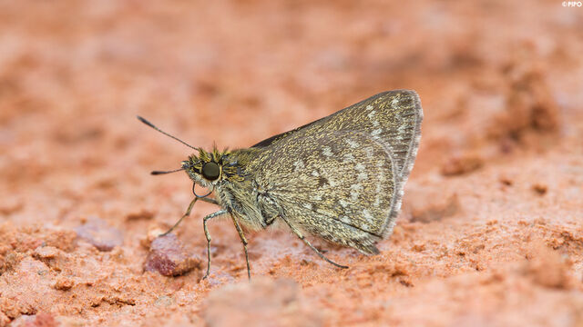 Aeromachus dubius impha