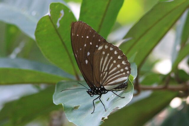 Penthema darlisa mimetica