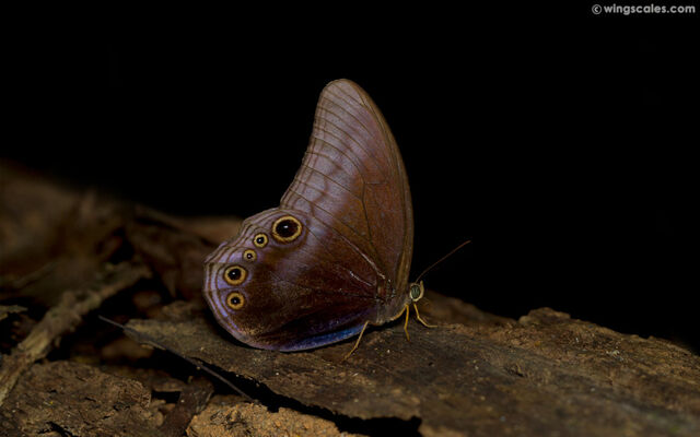 Coelites nothis nothis