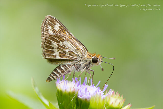 Taractrocera maevius sagara