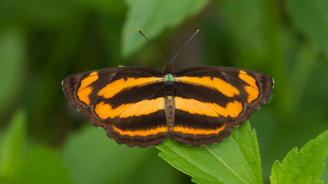 Pantoporia hordonia hordonia