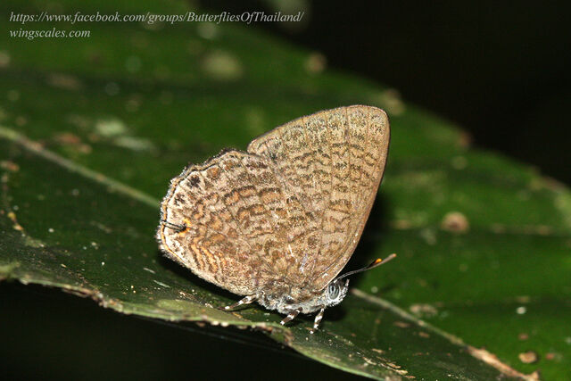 Poritia philota philota