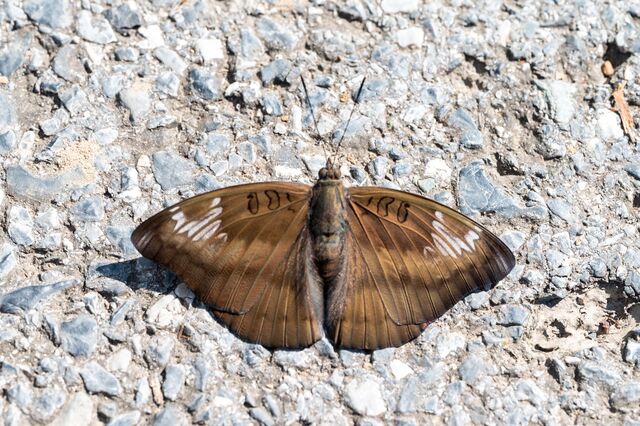 Euthalia alpheda verena