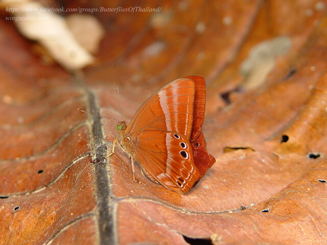 Abisara saturata meta