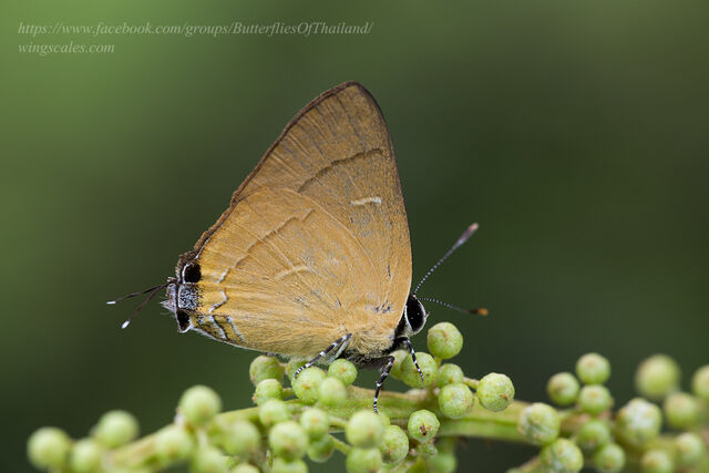 Rapala suffusa suffusa