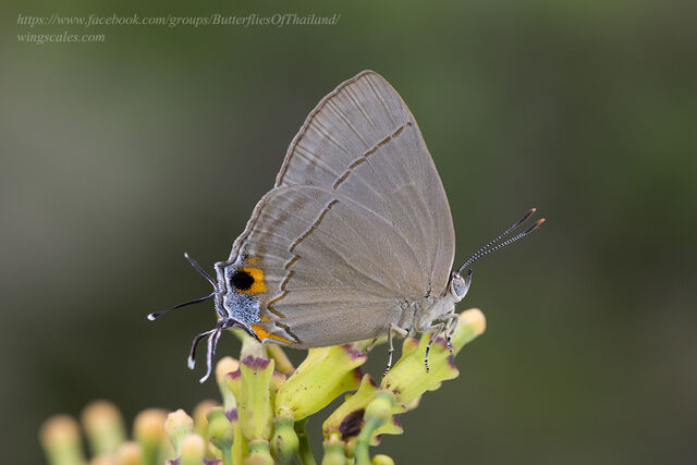 Creon cleobis cleobis