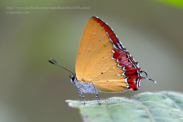 Heliophorus epicles latilimbata