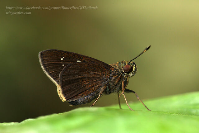 Caltoris cahira austeni