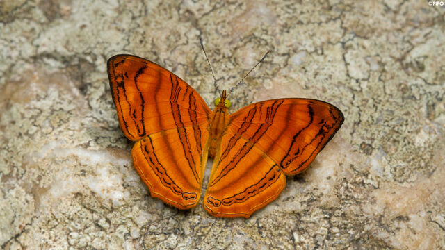 Chersonesia rahria rahria