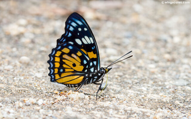 Sephisa chandra chandra