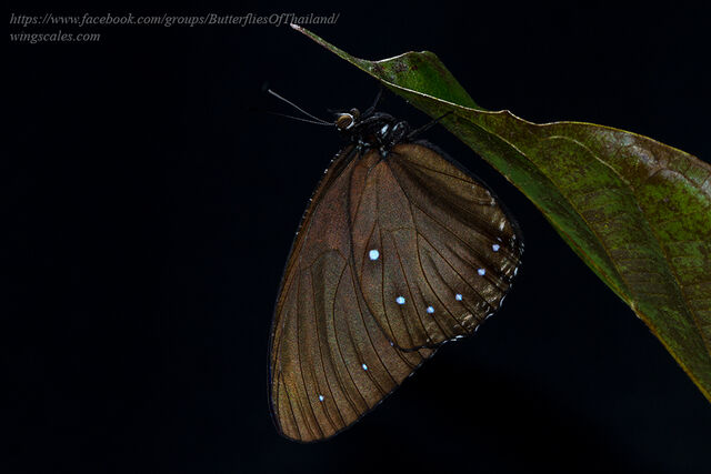 Elymnias patna patna