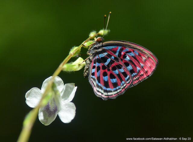 Paralaxita damajanti damajanti