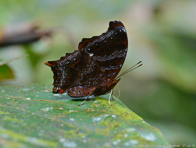 Rhinopalpa polynice eudoxia