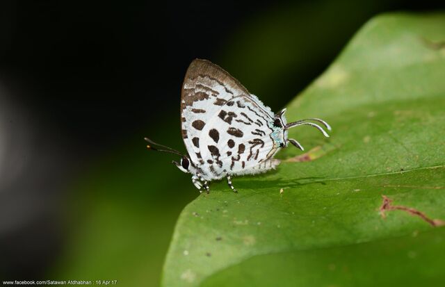 Drupadia scaeva scaeva