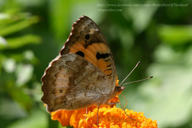 Junonia hierta hierta