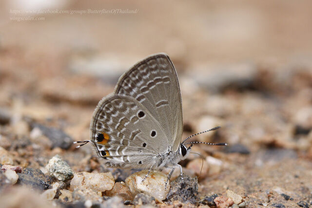 Luthrodes pandava pandava