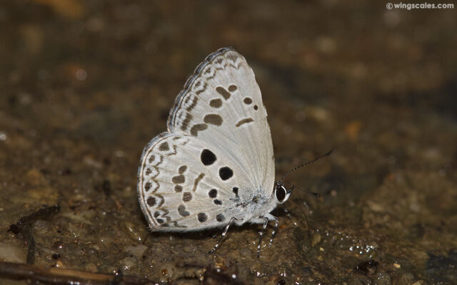 Acytolepis puspa lambi