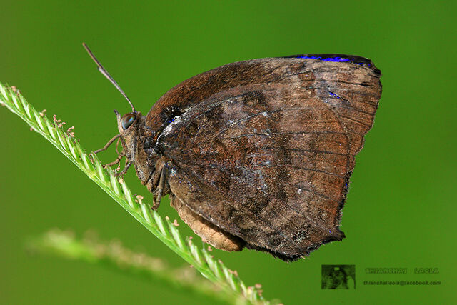 Arhopala centaurus nakula