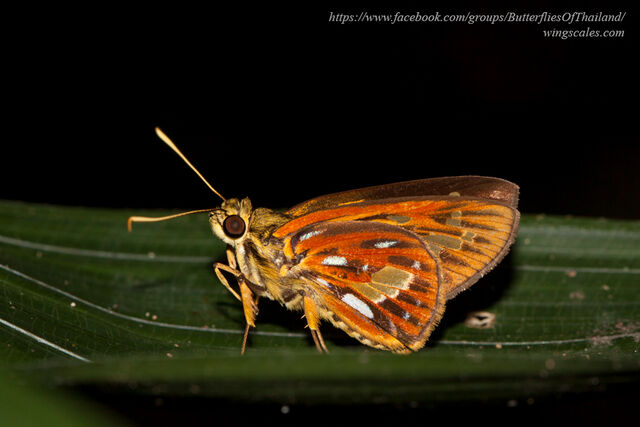 Pyroneura callineura natalia