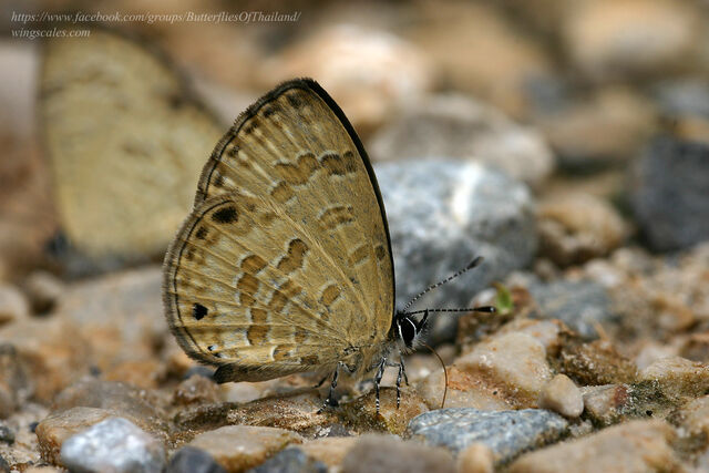 Prosotas lutea sivoka