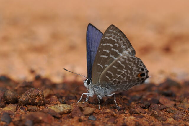 Anthene licates dusuntua