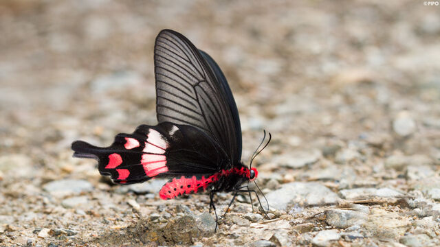 Byasa adamsoni adamsoni