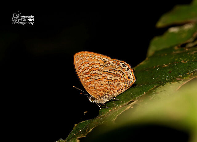 Poritia sumatrae sumatrae