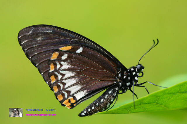 Papilio clytia clytia