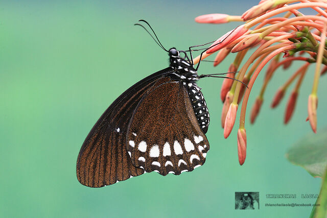 Papilio castor mahadeva