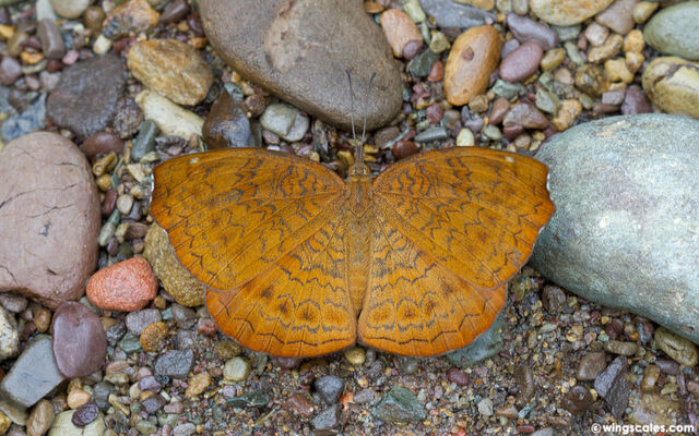 Ariadne merione tapestrina