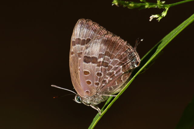 Arhopala agaba agaba