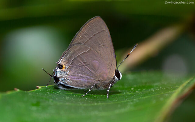 Rapala manea schistacea
