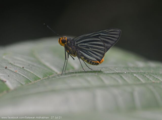 Pirdana hyela rudolphii