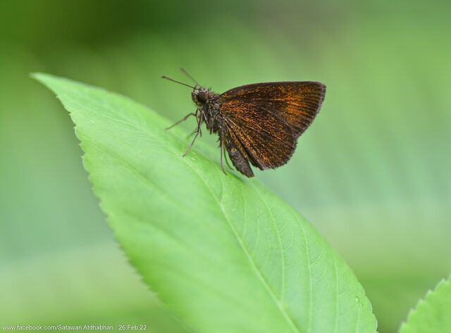 Idmon obliquans obliquans