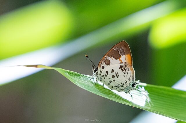 Drupadia estella nicevillei