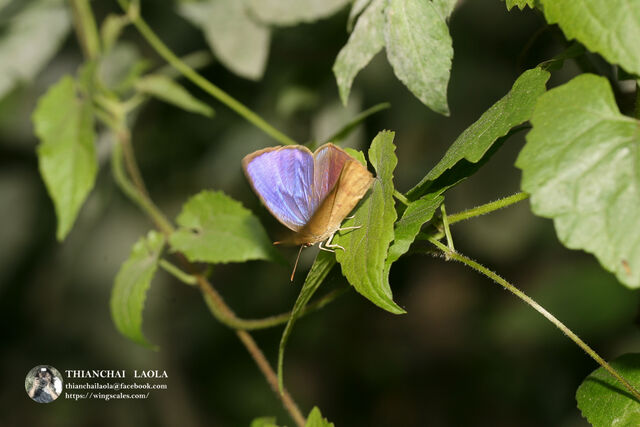 Arhopala fulla ignara