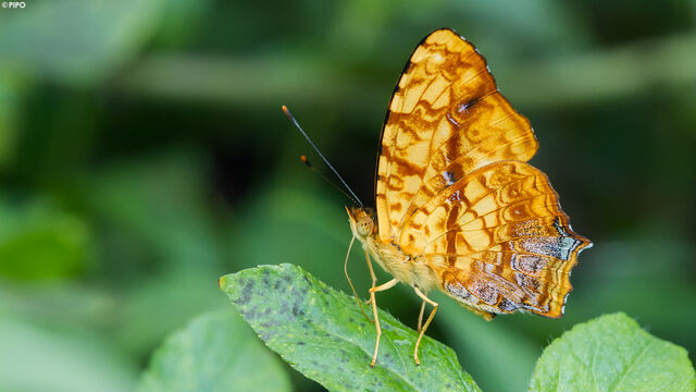 Symbrenthia lilaea lilaea