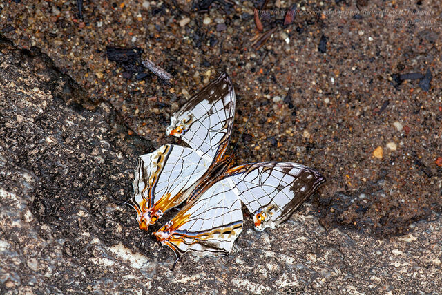 Cyrestis thyodamas thyodamas