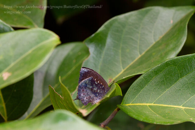 Mahathala ariadeva burmana