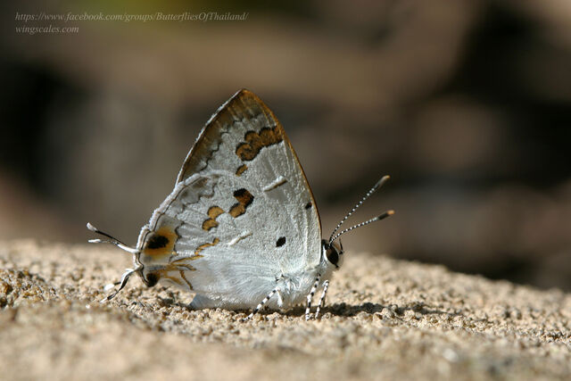 Hypolycaena othona othona