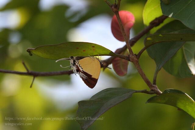 Charana mandarina mandarina